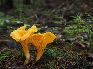 Two edible golden chanterelle mushrooms (Cantharellus cibarius). Detail close-up shot. © Zdenka Kryspínová