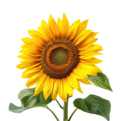 Fototapeta premium Sunflower isolated on transparent png