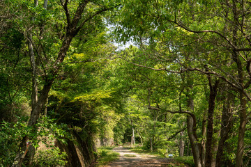 新緑に包まれた遊歩道