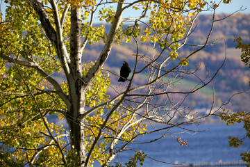 Crow on a branch