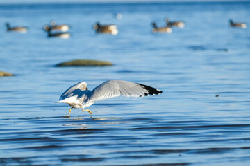 Seagull flying over water