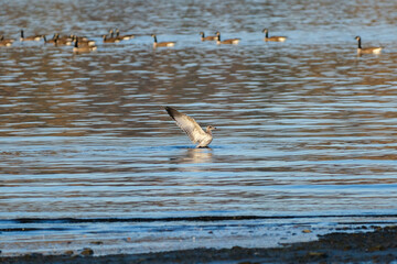 Bird extending wings