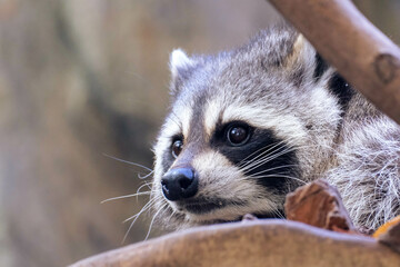 Close up of a raccoon