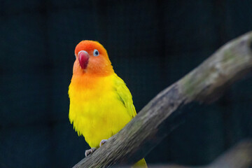 A yellow and orange bird is perched on a branch.. Fischers Lovebird