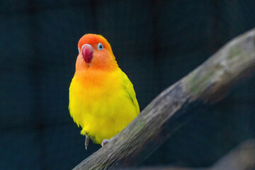 A yellow and orange bird is perched on a branch.. Fischers Lovebird