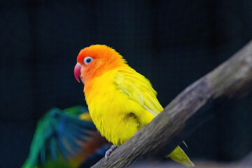 A yellow and orange bird is perched on a branch.. Fischers Lovebird