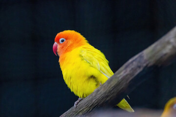 A yellow and orange bird is perched on a branch.. Fischers Lovebird