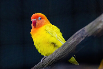 A yellow and orange bird is perched on a branch.. Fischers Lovebird