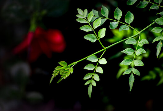 Green leaves