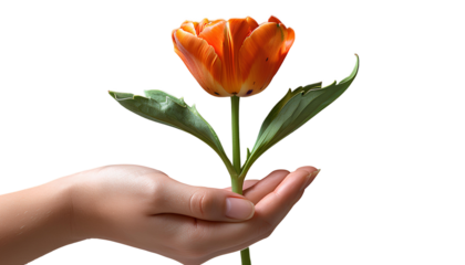 Hand holding a flower in celebration of World day PNG. Hand with a flower as indication of bio-ecology. Colorful flower isolated
