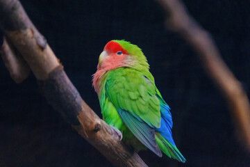 A green and red parrot is perched on a branch