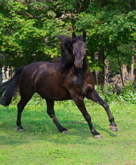 A Canadian horse free running in paddock or pen field a purebred Canadian horse black in a canter looking at camera with ears forward in green grass spring summer vertical equine image room for type
