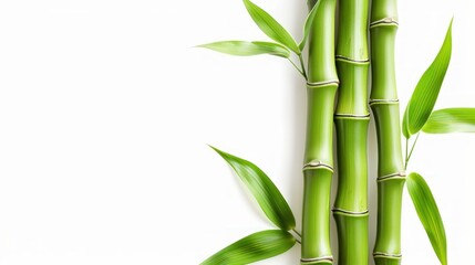 bamboo, isolated on white Environmentally friendly friend