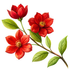 Elegant Branch of Red Flower Isolated on white and transparent Background