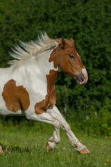 Belgian Paint cross horse draft cross horse free running in field brown and white markings pinto color vertical equine image with room for type spring summer seasonal healthy happy horse in motion 