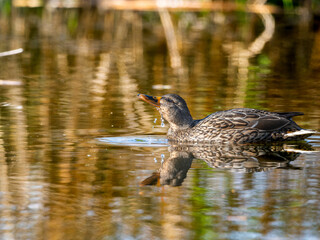 池を泳ぐマガモ