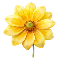 Obraz premium Yellow flower Isolated on Clean White and transparet Background