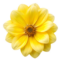 Fototapeta premium Yellow flower Isolated on Clean White and transparet Background