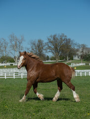 Belgian horse free running in field pasture paddock of green grass purebred belgian horse summer spring background white fencing on farm in Kentucky

