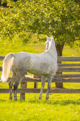 Arabian horse standing in field under tree with wooden fence in background spring colors pretty grey horse backlit in sun sunlight shining through tail vertical equine summer image with room for type 