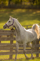 grey or white arabian horse in action trotting wooden fence in background pretty four legged animal purebred arabian horse with ears forward vertical equine image with room for type grass in pasture 
