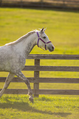 grey or white arabian horse in action trotting wooden fence in background pretty four legged animal purebred arabian horse with ears forward vertical equine image with room for type grass in pasture 