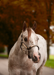 appaloosa horse portrait headshot of appaloosa horse with spots and shiny western show halter...