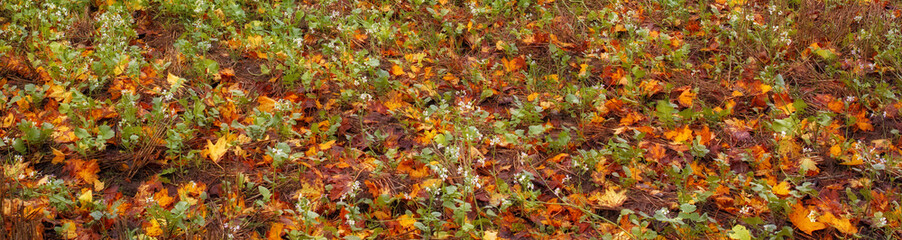 Autumn, leaves and plants on ground in banner of forest, woods or countryside foliage with biodiversity. Nature, environment and natural growth of flowers on floor outdoor with grass or soil in park