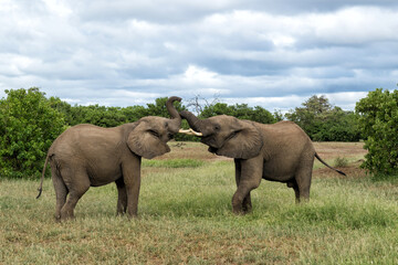 Elephant battle. Young elephant bulls fighting and showing dominant behaviour in Mashatu Game...