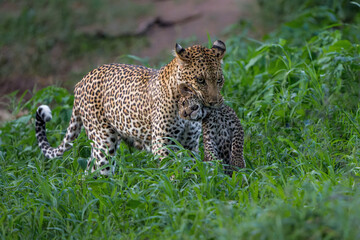Leopard mother carrying cub. This leopard (Panthera pardus) carrying her cub in her mouth just back...