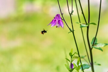 Bee flies to the flower