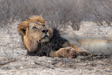 Lion male in the Kalahari Desert. This dominant male lion (Panthera leo) was protecting his prey ...