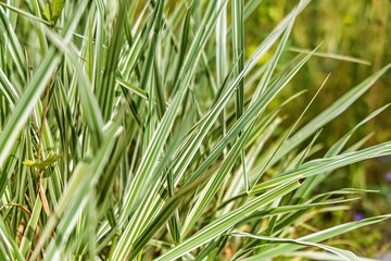 Close-up of ornamental grass