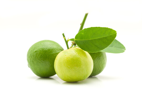 Close-up of three fresh green organic lemons (Citrus limon) with leaves isolated on a white background.