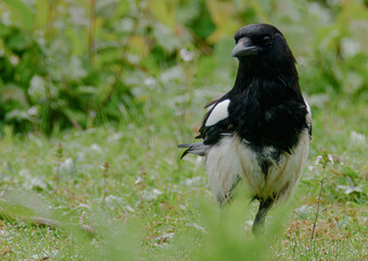 Magpie , Venus Pool,Shropshire