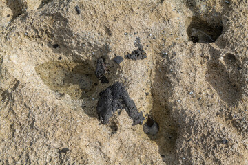 Basalt. Beachrock is a friable to well-cemented sedimentary rock that consists of a variable mixture of  gravel , sand , and silt-sized sediment. fragments of coral and shells . Geology 