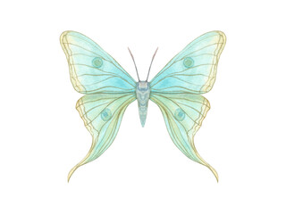 Fluttering yellow blue butterflies. Abstract watercolor delicate insect. Hand drawn illustration of beautiful tropical animal. Decorative element for art deco design. For textile, wedding invitation