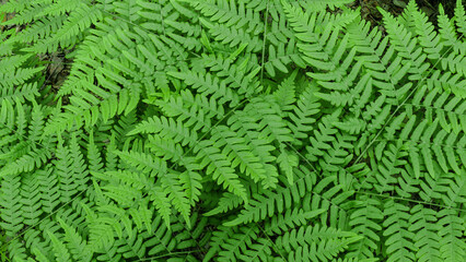 sprawling green leaves in the shade of trees in a summer forest