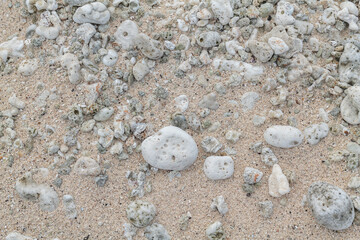 Calcareous fragments of coral and shells on the white sand beach， Kaloko Beach, Oahu Hawaii.  Beach deposits	