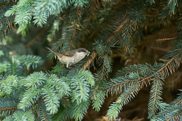 Piegża, mały ptak dł.ok.13cm, skromnie ubarwiona pokrzewka © Zbigniew