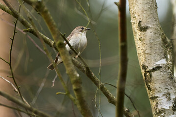 Muchołówka szara siedząca na gałęzi  © Zbigniew