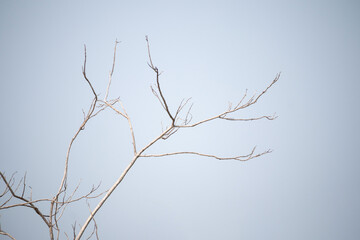 Dry tree branches with blue sky