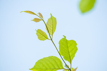 Natural plant green leaf in garden with bokeh background