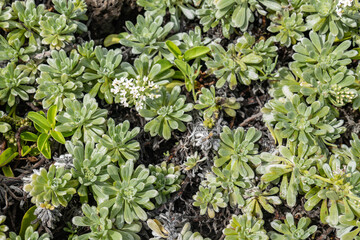 Heliotropium anomalum flowering shrub in the borage family, Boraginaceae,  Polynesian heliotrope, Pacific heliotrope, Scrub heliotrope and hinahina kū kahakai.