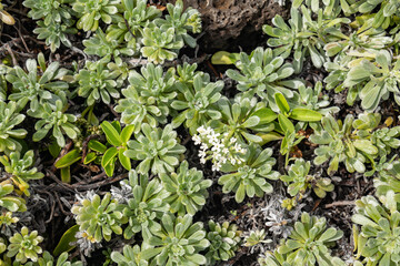 Heliotropium anomalum flowering shrub in the borage family, Boraginaceae,  Polynesian heliotrope, Pacific heliotrope, Scrub heliotrope and hinahina kū kahakai.