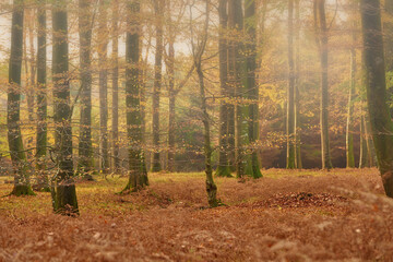 Autumn, nature and trees in countryside forest, travel scenery and colourful foliage in Amsterdam...