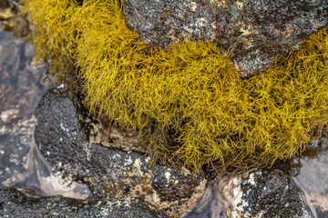Gymnogongrus durvillei is a species of red algae in the family Phyllophoraceae. HONOLULU OAHU HAWAII