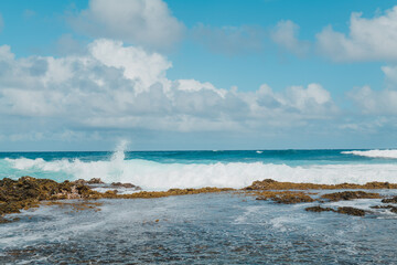 Formerly known as Sargassum echinocarpum, Sargassum aquifolium is an abundant brown algae of the order Fucales, class Phaeophyceae, genus Sargassum.  limu kala.  Intertidal zone on Oahu, Hawaii