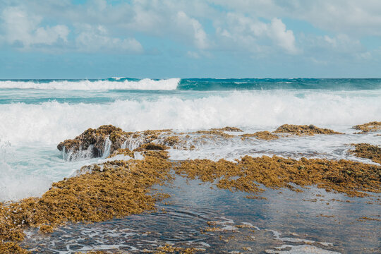 Formerly known as Sargassum echinocarpum, Sargassum aquifolium is an abundant brown algae of the order Fucales, class Phaeophyceae, genus Sargassum.  limu kala.  Intertidal zone on Oahu, Hawaii