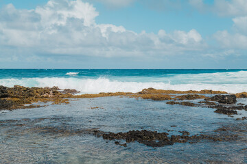 Formerly known as Sargassum echinocarpum, Sargassum aquifolium is an abundant brown algae of the order Fucales, class Phaeophyceae, genus Sargassum.  limu kala.  Intertidal zone on Oahu, Hawaii